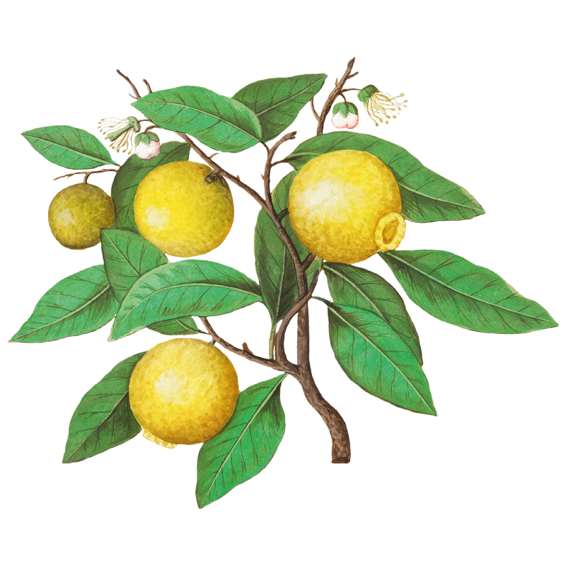 Heritage Library vintage illustration of citrus