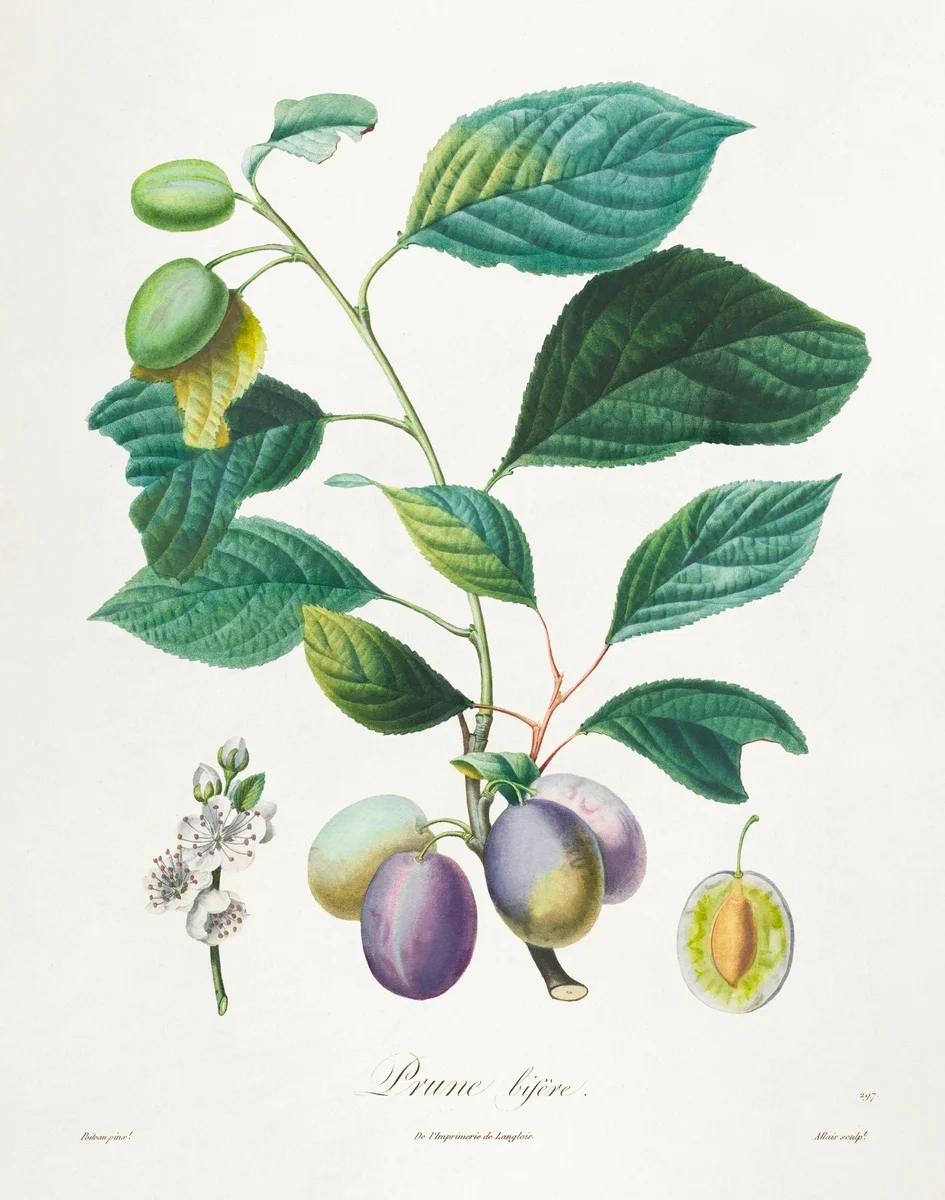 Rawpixel illustration of olives